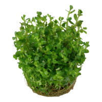 Rotala bonsai.1